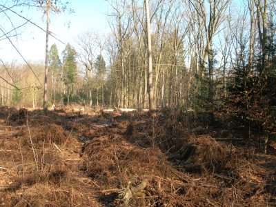 Unsichtbare Wildschweine