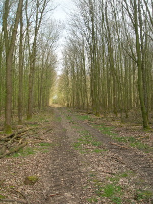Eine Waldarbeiter-Schneise